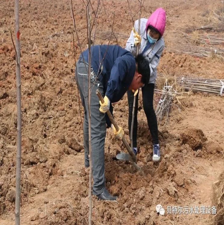貝特環保開展“積極參加義務植樹,建設美麗貝特環保”活動